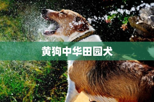 黄狗中华田园犬